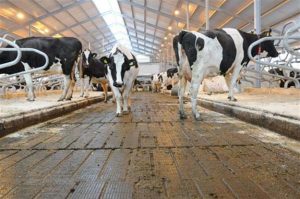 Ministers onderzoeken veiligheid emissiearme vloeren naar aanleiding van mestgasexplosie